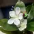 Plantas artificiais azaleas de 21-40cm, árvore de borracha falsa, folhas de pal na internet