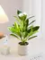 Plantas artificiais azaleas de 21-40cm, árvore de borracha falsa, folhas de pal na internet