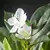 Flor de figo artificial realista 80/120cm tropical - comprar online