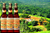 Cachaça Havana 600ml - comprar online