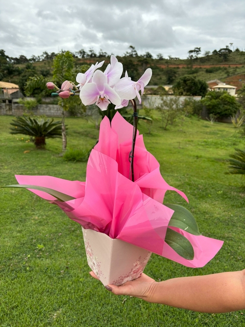 Orquídea Decorada