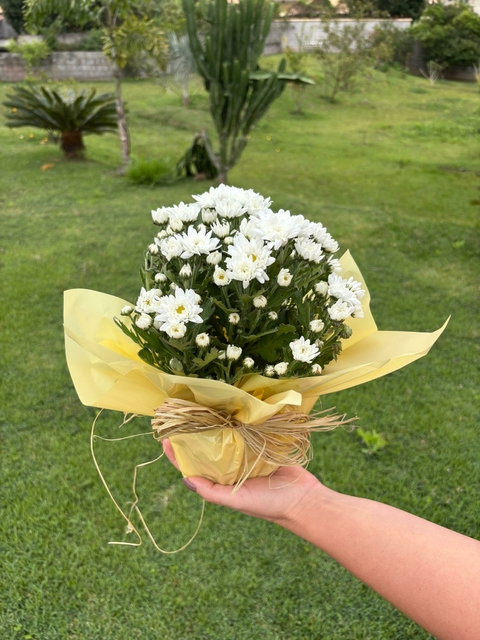 Mini Margaridas