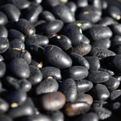 Banner de la categoría Porotos negros 