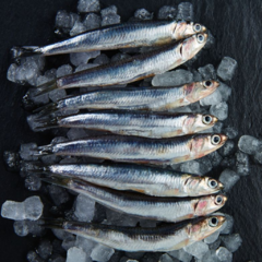 Banner de la categoría Anchoveta