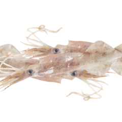 Banner de la categoría Calamar 