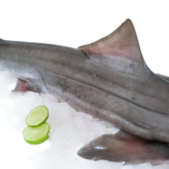 Banner de la categoría Tollo 