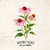 Semilla de Echinacea purpurea - comprar online