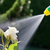 Fumo Líquido Repelente Anti Pragas De Jardim Quimiagri 500ml - comprar online
