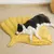Imagem do Tapete Gelado Para Pets