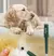 PetClean removedor de carrapato na internet