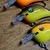 Imagen de Señuelo Raptor Velociraptor Paleta Recta Cuadrada V1