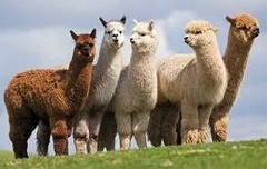 Banner de la categoría Ganado y Camélidos