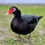 Patos criollos