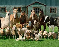 Banner de la categoría BALANCEADOS PARA GRANJA