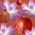 Body Splash Victoria's Secret - Secrets Pomegranate & Lotus na internet