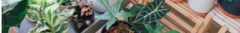 Banner de la categoría Plantas de interior