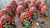 Maracatu Rural (2) na internet