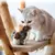 Brinquedos interativos para gatos, pássaros voadores, asas batendo, pardal, cat