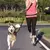 Guia Mãos-Livres com Cinturão para Caminhada com Pets