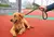 Coleira de Nylon para Cães Médios e Grandes - comprar online