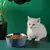 Tigela Alta Inox para Gatos e Cães Pequenos na internet
