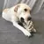 Brinquedo para Gatos e Cães – Bola Dental Interativa - comprar online