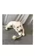 Imagem do Brinquedo para Gatos e Cães – Bola Dental Interativa
