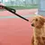 Guia de Tração Reforçada para Cães Grandes