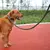 Guia de Tração Reforçada para Cães Grandes - Peludario
