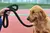 Coleira de Nylon para Cães Médios e Grandes - comprar online