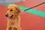 Coleira de Nylon para Cães Médios e Grandes