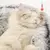 Cama Redonda de Pelúcia Macia para Gatos – Quente, Longa e Semi-Fechada na internet