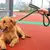 Guia de Tração Reforçada para Cães Grandes - loja online