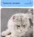 Tapete de areia para gatos na internet