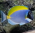 POWDER BLUE (acanthurus leucosternon)