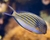 CLOWN TANG (Acanthurus Lineatus)