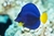 PURPLE TANG (Zebrasoma xanthurum)