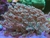 GONIOPORA GREEN METALICA
