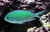 DONZELA GREEN CHROMIS (Chromis Viridis)