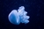 AGUA VIVA BLUE JELLYFISH (CASSIOPEA ANDROMEDA)
