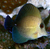 SCOPAS TANG (Zebrasoma scopas)