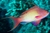 ANTHIAS SQUAMIPINS - MACHO