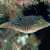 SOLANDRI PUFFER (Canthigaster solandri)