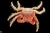 CARANGUEJO MITRAX (Mithraculus forceps)
