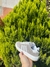 Adidas Campus 00