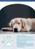 Sapatos Caninos Anti-Slip - comprar online