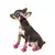 Sapatos Caninos Anti-Slip - SnapKart