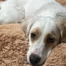 CARLA, MAMÁ DE FIRULAIS.