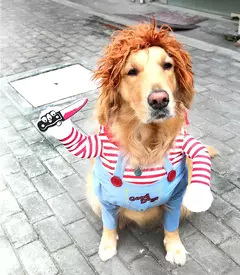 Halloween trajes para cães engraçado roupas para animais de estimação ajustável cão cosplay conjuntos de trajes novidade roupas para cães médios grandes bulldog pug na internet
