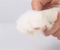 Profissional cão de estimação cortador de unhas cortador de aço inoxidável - MaxOfert